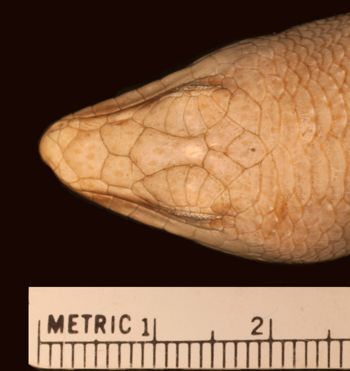 Media type: image;   Herpetology R-22352